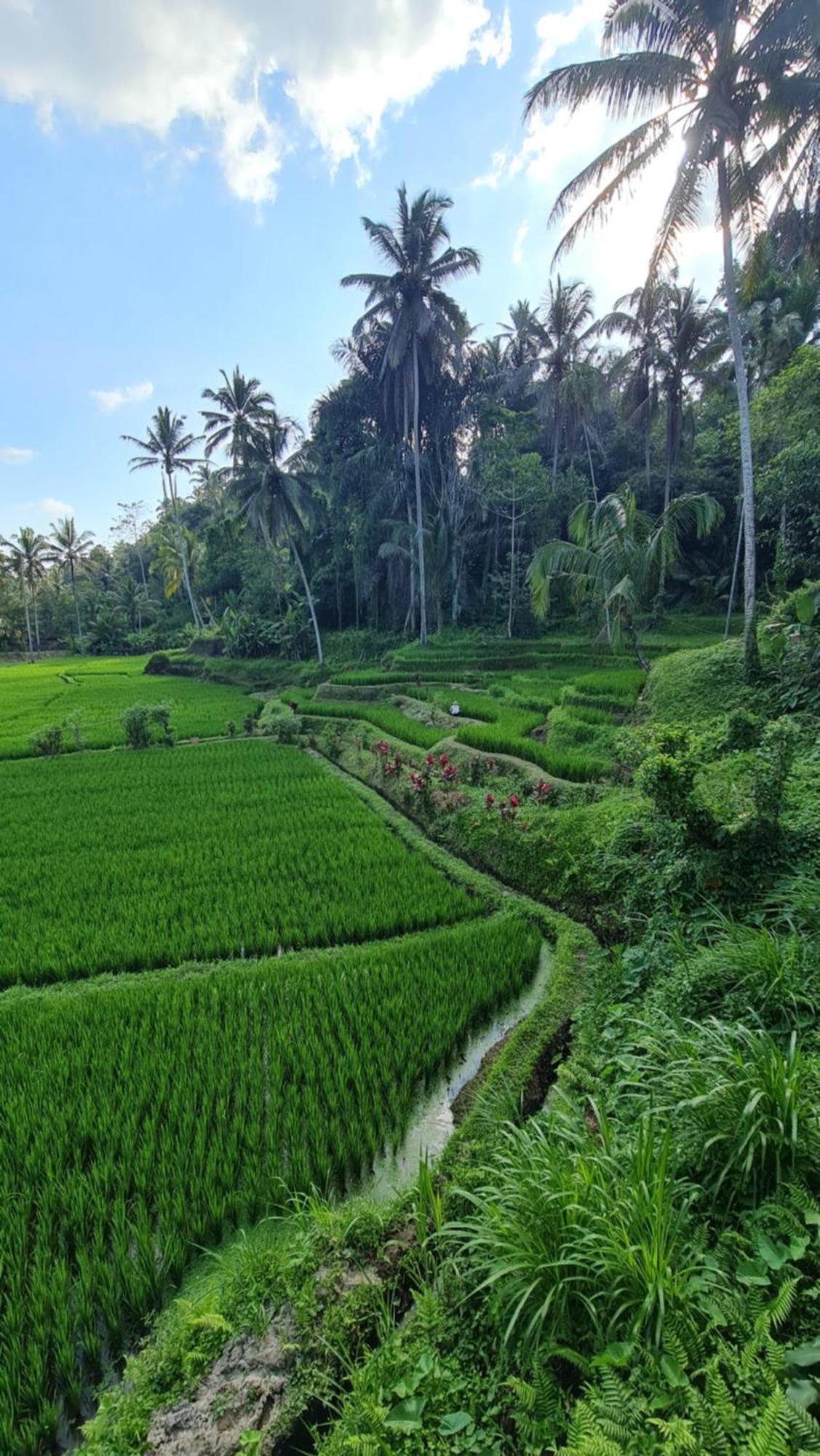 Tirta Sari Villa Tampaksiring Exterior foto